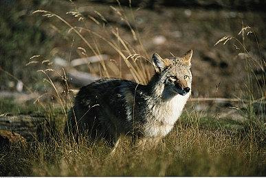 今年Xbox游戏展成为历史之最 收视率最高播放量最高