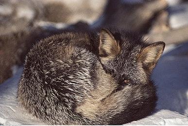 《黑神话：悟空》WeGame预购开启 可获专属纪念卡